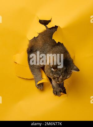 Un chat écossais gris adulte, droit, sort d'un trou sur fond de papier jaune. Banque D'Images