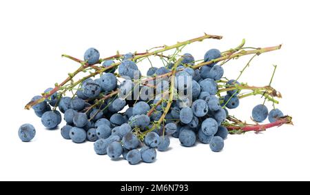 Baies bleues de houx de Mahonia sur fond blanc isolé Banque D'Images