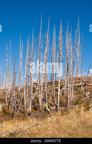 Pins de Pole de Burnt Lodge dans le parc national des Glaciers Banque D'Images