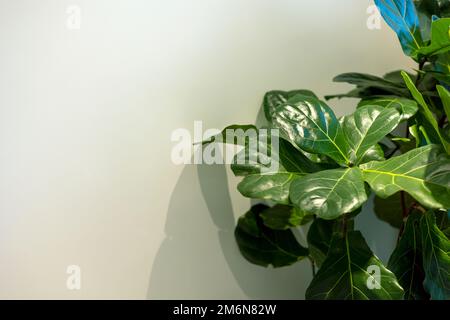 Des feuilles vertes fraîches apparaissent sur l'arbre Banque D'Images