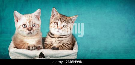 Deux petits chatons mignons assis dans un panier sur fond bleu vert Banque D'Images