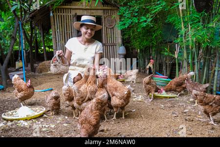 Femmes asiatiques dans une maison d'Eco Farm avec un champ de riz dans le centre de la Thaïlande nourrissant du poulet Banque D'Images