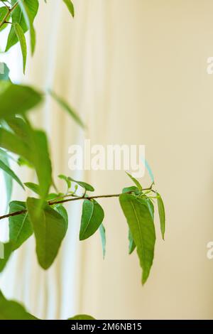 Des feuilles vertes fraîches apparaissent sur les plantes Banque D'Images