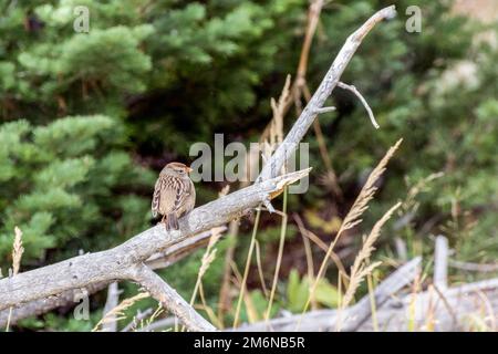 Bruant immature à couronne blanche, Zonotrichia leucophyrys, reposant sur une branche morte Banque D'Images