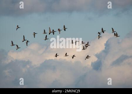 Troupeau d'oies craveuses (bernaches craveuses, Branta bernicla) volant à Farlington Marshes, Hampshire, Angleterre, Royaume-Uni Banque D'Images