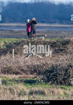 Des ornithologues ornithologues observent un hibou à courte vue (ASIO flammeus) lors de la chasse en vol à la réserve naturelle des marais de Farlington, Hampshire, Angleterre, Royaume-Uni, en hiver Banque D'Images