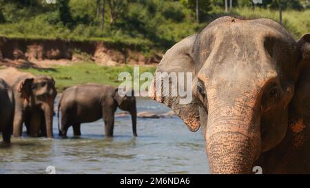 Troupeau d'éléphants marchant dans la rivière. Belle nature au Sri Lanka. Banque D'Images