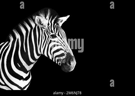 Tête de la photo Zebra en noir et blanc sur fond noir. Banque D'Images