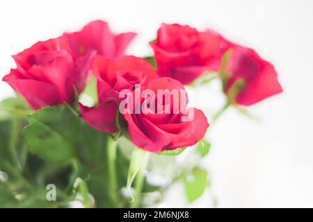 Bouquet tendre de roses roses, cadeau floral et belles fleurs Banque D'Images