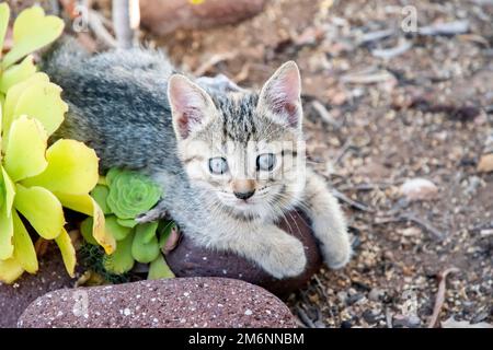 Les petits chatons de tabby jouent parmi les cactus de jardin de maison Banque D'Images