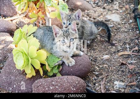 Les petits chatons de tabby jouent parmi les cactus de jardin de maison Banque D'Images