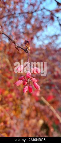 La branche de la berge (Berberis vulgaris) baies fraîches mûres fond vert naturel Berberis thunbergii (Latino Berberis Coronita) baies fruits buisson coloré floral automne saison peu profonde . Photo de haute qualité Banque D'Images