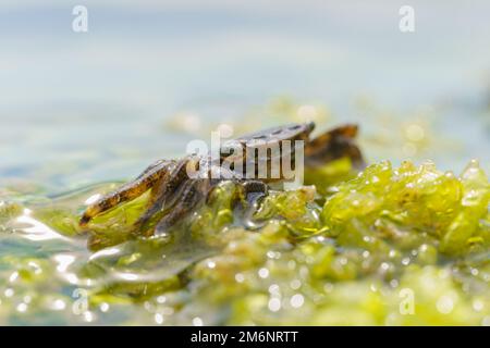 Le crabe en pierre coloré Eriphia verrucosa va à l'eau sur les rochers côtiers. Image à mise au point sélective. Vue rapprochée. Banque D'Images