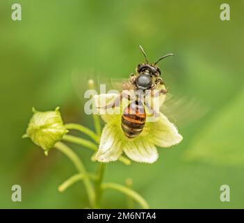 Abeille de sable de betterave de clôture 'Andrena florea'. Banque D'Images