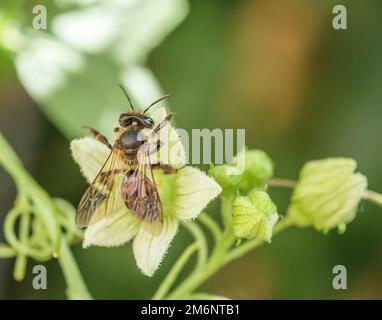 Abeille de sable de betterave de clôture 'Andrena florea'. Banque D'Images