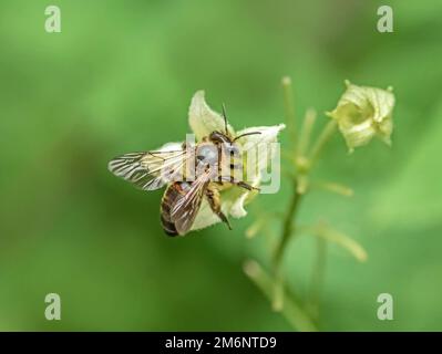 Abeille de sable de betterave de clôture 'Andrena florea'. Banque D'Images