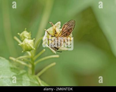 Abeille de sable de betterave de clôture 'Andrena florea'. Banque D'Images