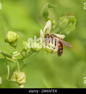 Abeille de sable de betterave de clôture 'Andrena florea'. Banque D'Images