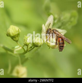 Abeille de sable de betterave de clôture 'Andrena florea'. Banque D'Images