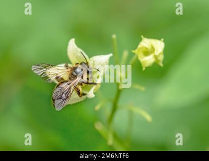 Abeille de sable de betterave de clôture 'Andrena florea'. Banque D'Images