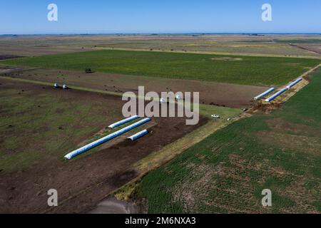 Campagne Argentine, production agricole dans la province de Buenos Aires, Argentine Banque D'Images