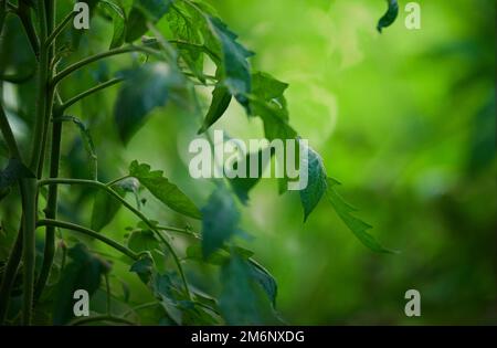 Feuilles de tomates vertes dans le jardin Banque D'Images