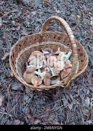 Champignons dans un panier. Cueillette des champignons en automne. Lactarius deliciosus. Photo de haute qualité Banque D'Images