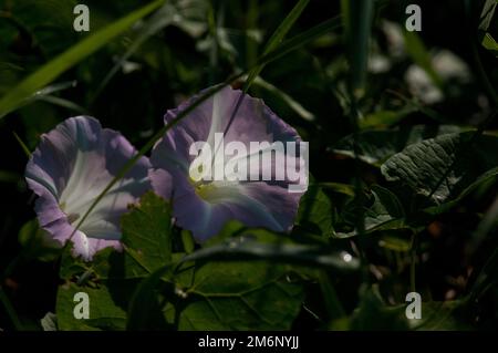 Haie colorée fleurs de Bindweed parmi la végétation verte Banque D'Images