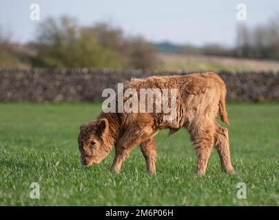 Veau de taureau des Highlands sur un terrain vert avec un mur de pierre derrière. Couleur blonde avec un visage mignon et une expression attentive, paître à côté d'un photographe. Banque D'Images
