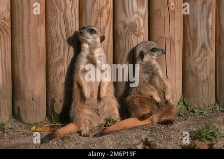 Deux meerkats s'assoient sur le sol, s'inclinant contre une clôture en bois et se faisant face l'un à l'autre le jour de l'automne Banque D'Images