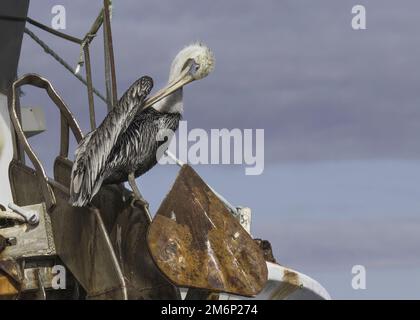 L'aile de prens de pélican brun adulte avec un long bec, perchée sur une ancre rouillée d'un bateau sur la côte du golfe de Floride, présente des plumes blanches d'abd gris brun Banque D'Images