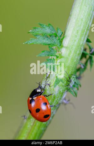 Ladybird mange un puceron Banque D'Images