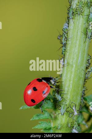 Ladybird mange un puceron Banque D'Images