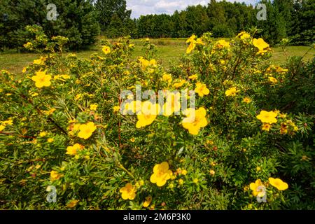 Dasiphora fruticosa ist eine Art winterharter laubabwerwender Blütenstrauch Banque D'Images