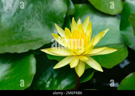 Belle fleur de lotus jaune ou fleur de nénuphars dans un étang. Banque D'Images