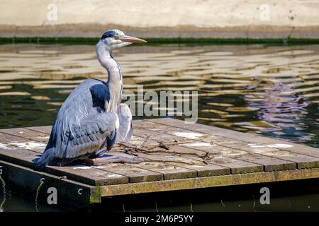 Le héron gris adulte avec col étendu et bec long et pointu se trouve sur le radeau dans le lac à la recherche de proies. Banque D'Images