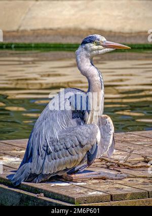 Le héron gris adulte avec col étendu et bec long et pointu se trouve sur le radeau dans le lac à la recherche de proies. Banque D'Images