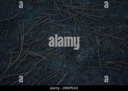 Texture de fond avec aiguilles de conifères pour le fond. Sol sombre Banque D'Images