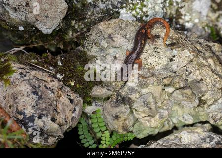 Salamandre italien (Speleomantes italicus) - geotritone italiano Banque D'Images