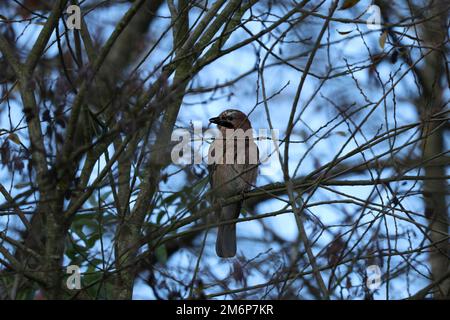 Gros plan d'un jay eurasien perché sur une branche d'un arbre contre le ciel bleu Banque D'Images