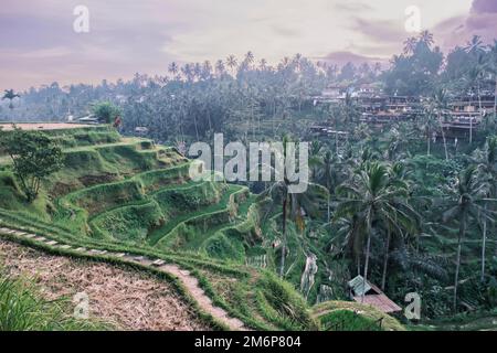 Tegallalang rizières en terrasses à Ubud sur l'île de Bali en Indonésie. Rizières pittoresques en cascade avec palmiers en arrière-plan. Nature Banque D'Images