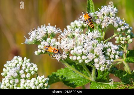 Deux coléoptères de soldat marchent au-dessus d'une fleur de boneset en mangeant leur chemin le long de ses pétales. Banque D'Images