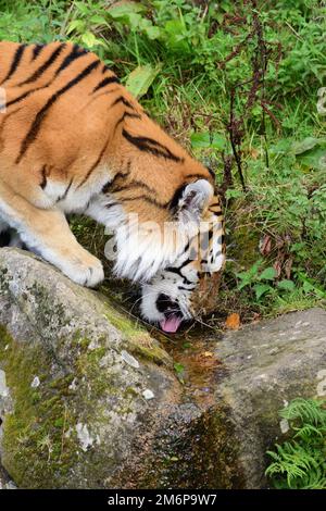 Un tigre d'Amour mâle au zoo de Dartmoor, Devon. Banque D'Images