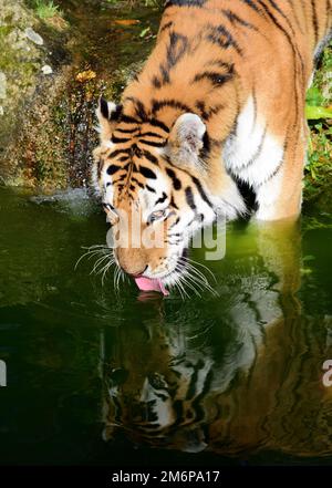 Un tigre d'Amour mâle au zoo de Dartmoor, Devon. Banque D'Images