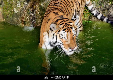 Un tigre d'Amour mâle au zoo de Dartmoor, Devon. Banque D'Images