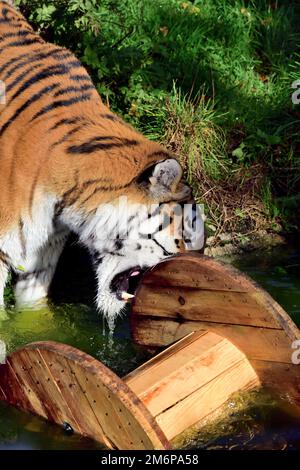 Un tigre d'Amour mâle au zoo de Dartmoor, jouant avec son jouet d'enrichissement - une grande bobine de câble. Banque D'Images