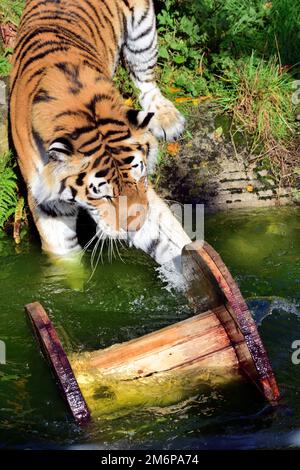 Un tigre d'Amour mâle au zoo de Dartmoor, jouant avec son jouet d'enrichissement - une grande bobine de câble. Banque D'Images