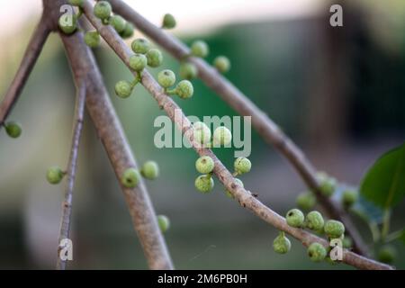 Figues blanches (Ficus virens) fruits sur une branche : (pix Sanjiv Shukla) Banque D'Images