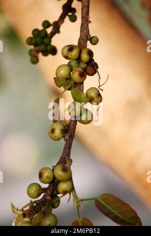 Figues blanches (Ficus virens) fruits sur une branche : (pix Sanjiv Shukla) Banque D'Images