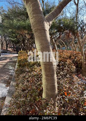 Résistance au gel pour un arbre en hiver Banque D'Images